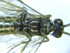 Empria pumiloides