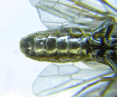 Empria pumiloides