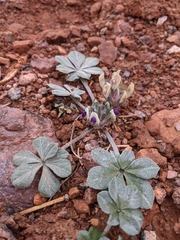 Pediomelum megalanthum