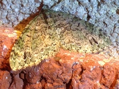 Hammaptera parinotata