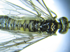 Empria pumiloides