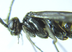 Empria pumiloides