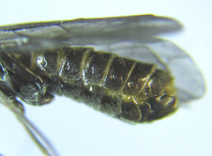 Empria pumiloides
