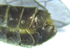 Empria pumiloides