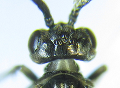 Empria pumiloides