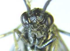 Empria pumiloides