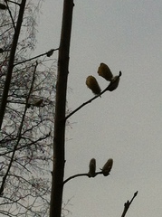 Salix caprea