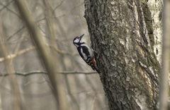 Dendrocopos major