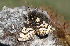 Eurranthis plummistaria