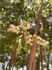 Trichostigma octandrum