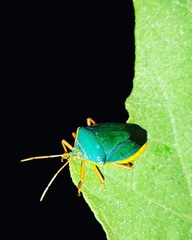 Edessa rufomarginata