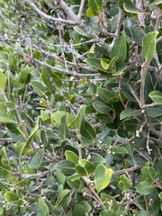 Chionanthus foveolatus