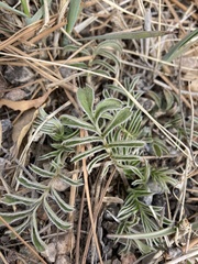 Potentilla crinita