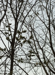 Salix caprea