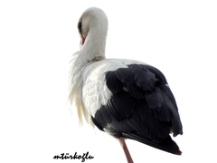 Ciconia ciconia