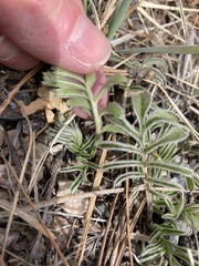 Potentilla crinita