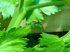 Ocyptamus antiphates