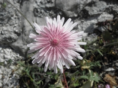 Crepis rubra