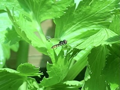 Ocyptamus antiphates