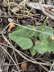 Kedrostis nana