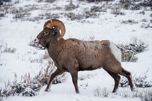 Bighorn Sheep photographed in Wyoming