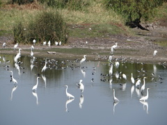 Ardea alba