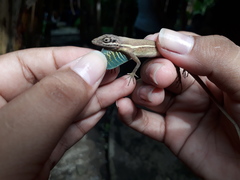 Anolis auratus