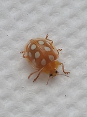 Halyzia sedecimguttata