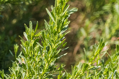 Baccharis sarothroides × pilularis