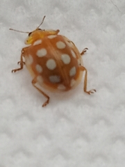 Halyzia sedecimguttata