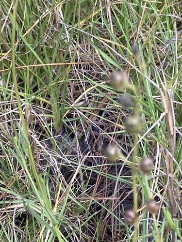 Agalinis purpurea image