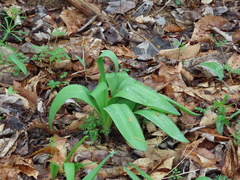 Allium tricoccum