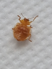 Halyzia sedecimguttata