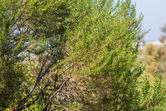 Baccharis sarothroides × pilularis
