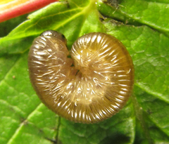 Empria pumiloides