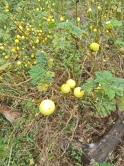Solanum aculeatissimum