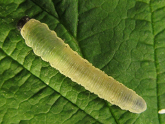 Empria pumiloides