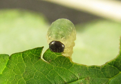 Empria pumiloides