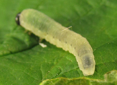 Empria pumiloides