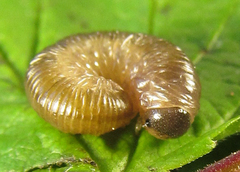Empria pumiloides