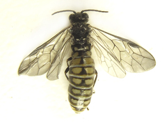 Empria pumiloides