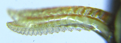 Empria pumiloides