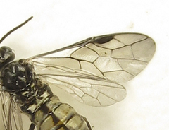 Empria pumiloides