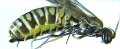 Empria pumiloides