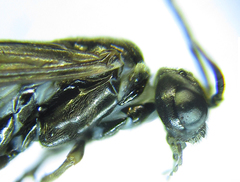 Empria pumiloides