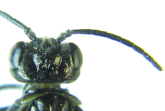 Empria pumiloides