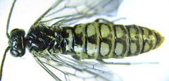 Empria pumiloides