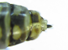 Empria pumiloides