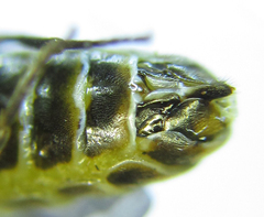 Empria pumiloides