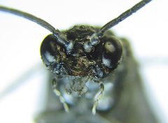 Empria pumiloides